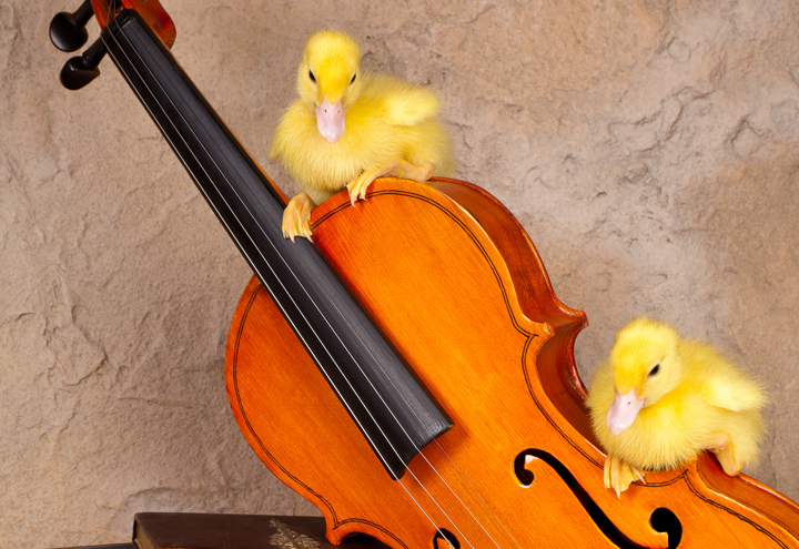 Två ankungar som klättrar på en fiol.